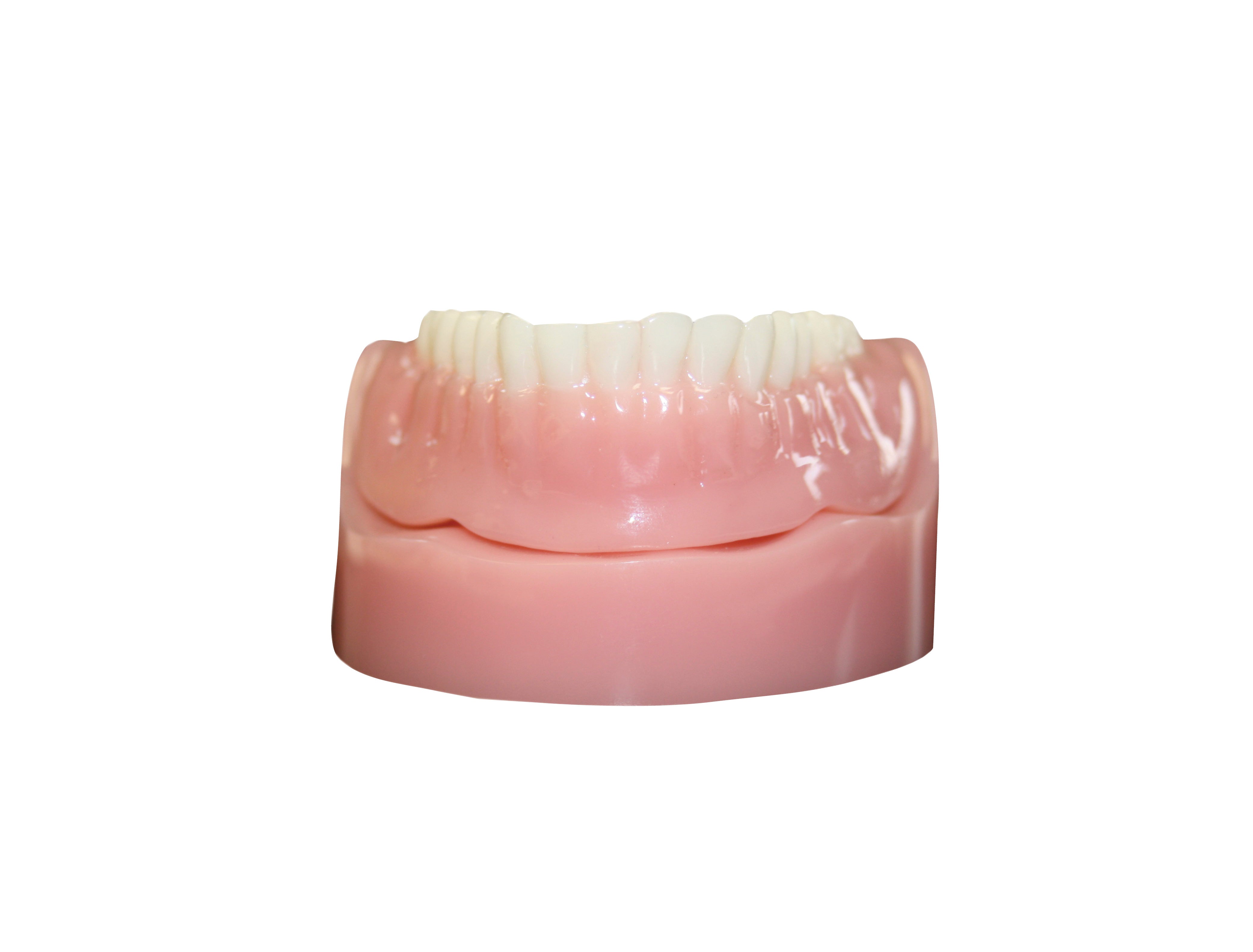 Demonstration Model Lower Mandible Pink